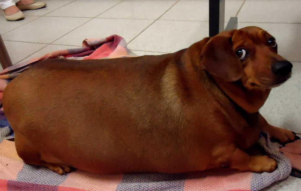 dachshund.jpg